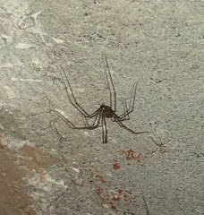 Physocyclus