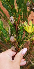 Leucadendron stelligerum