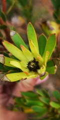 Leucadendron stelligerum