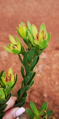 Leucadendron stelligerum