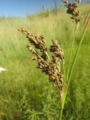 Juncus rigidus