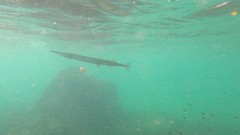Tylosurus crocodilus