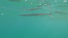 Tylosurus crocodilus