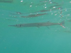 Tylosurus crocodilus