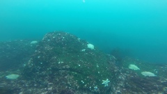 Meyenaster gelatinosus