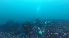Meyenaster gelatinosus