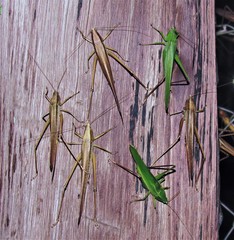 Neoconocephalus finitimus