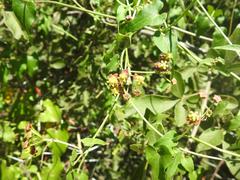 Pentarrhinum insipidum