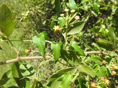 Pentarrhinum insipidum