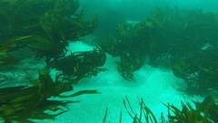 Lessonia trabeculata