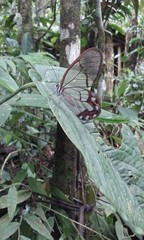 Pseudohaetera hypaesia