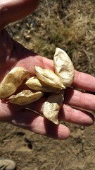 Astragalus douglasii parishii