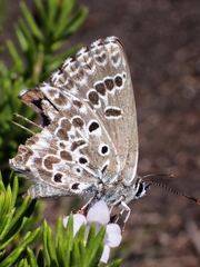 Lepidochrysops asteris