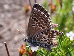 Lepidochrysops asteris