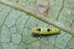 Limassolla multipunctata