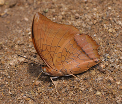Charaxes bernardus hierax