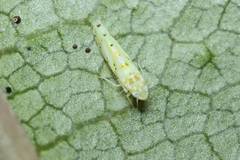 Limassolla multipunctata