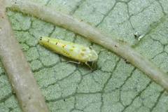 Limassolla multipunctata