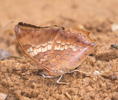 Charaxes bernardus hierax