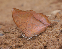 Charaxes bernardus hierax