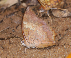 Charaxes bernardus hierax