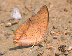 Charaxes bernardus hierax