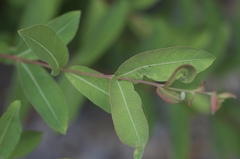 Salix integra pendula