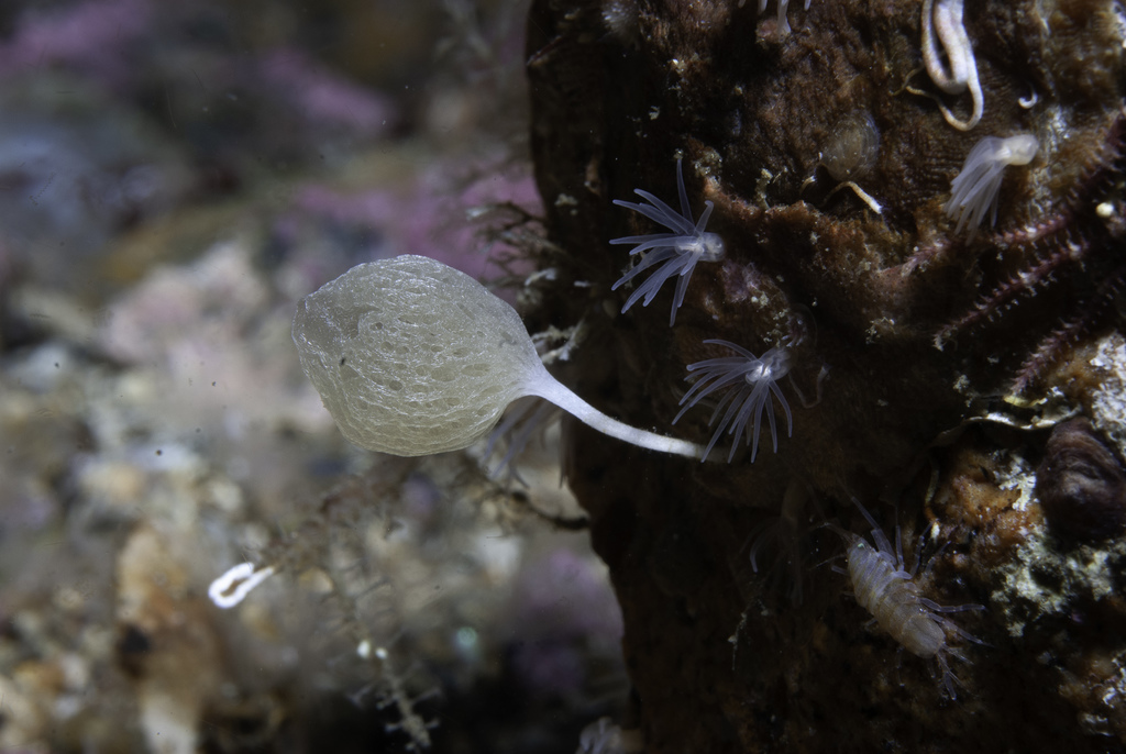 pedunculate clathrina