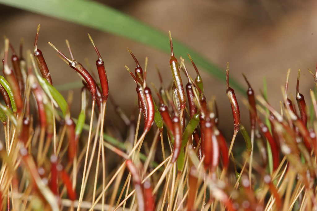 Atrichum altecristatum