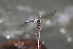 Zygonyx natalensis