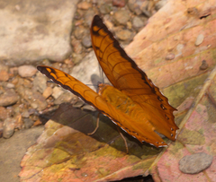 Charaxes marmax marmax