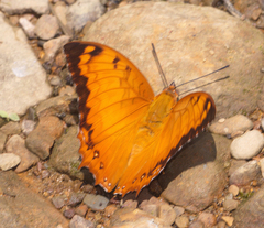 Charaxes marmax marmax