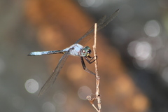Zygonyx natalensis