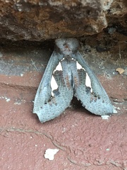 Antiophlebia bracteata