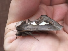 Antiophlebia bracteata