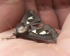Antiophlebia bracteata