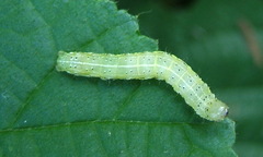Orthosia cerasi
