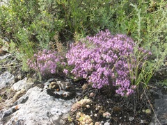 Thymus bashkiriensis
