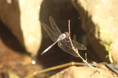 Zygonyx natalensis