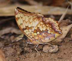 Charaxes kahruba