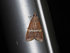 Boeotarcha martinalis