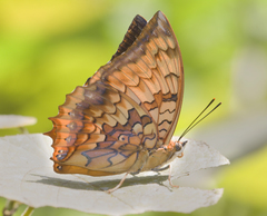 Charaxes kahruba