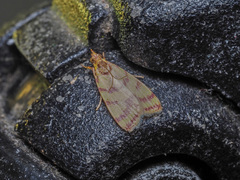Balaenifrons ochrochroa