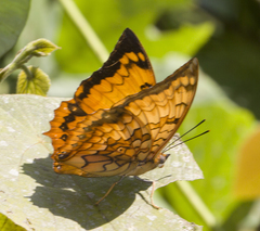 Charaxes kahruba