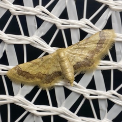 Idaea trypheropa