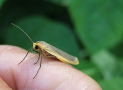 Eilema lurideola