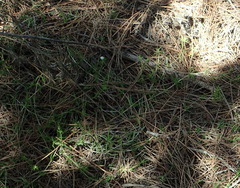 Delosperma inconspicuum