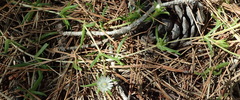 Delosperma inconspicuum