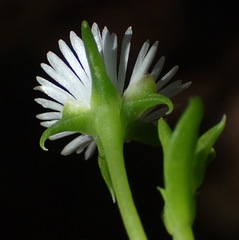 Delosperma inconspicuum