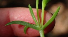 Delosperma inconspicuum